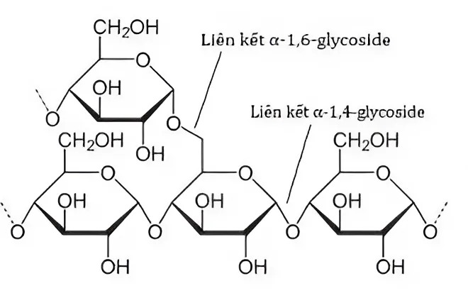 Hình câu 21