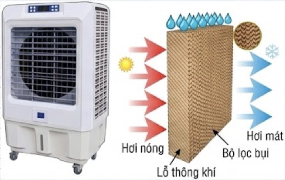 Hình câu 20