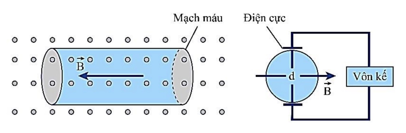 Hình câu 21