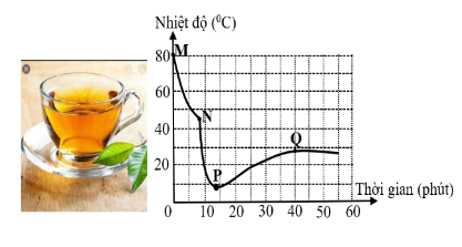 Hình câu 19